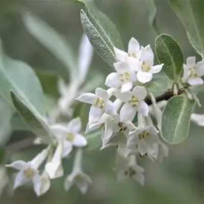 ЛОХ СЕРЕБРИСТЫЙ в Горках