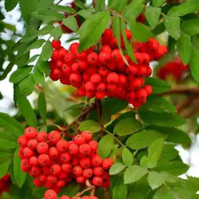 Рябина ОБЫКНОВЕННАЯ в Горках