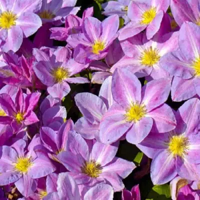 Клематис ЧЕЙНДЖ ОФ ХАРТ в Горках