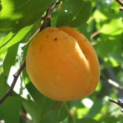 Абрикос ОРЛОВЧАНИН  в Горках