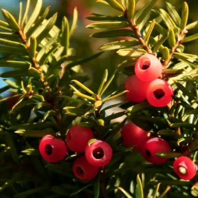 Тис ЭЛЕГАНТИССИМА ягодный в Горках