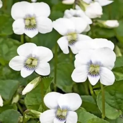 Фиалка АЛЬБИФЛОРА сестринская в Горках