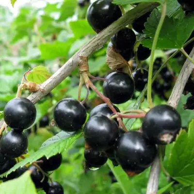 Смородина чёрная ЧЁРНЫЙ АИСТ в Горках