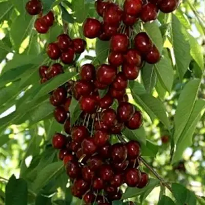 Черешня ХЕЛЕНА колоновидная в Горках