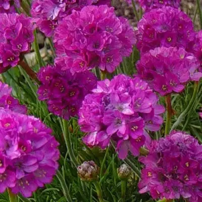 Армерия МОНИНГ СТАР ДИП РОУЗ в Горках