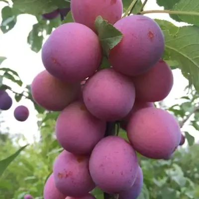 Слива ИМПЕРИАЛ колонновидная в Горках