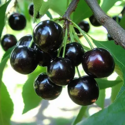 Вишня РОССОШАНСКАЯ ЧЕРНАЯ в Горках