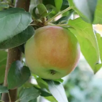 Яблоня ПОДСНЕЖНИК стелющаяся в Горках