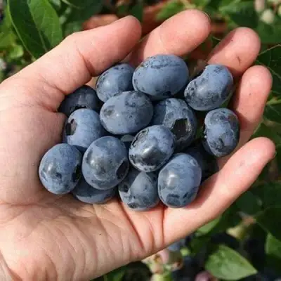 Голубика ПАТРИОТ в Горках