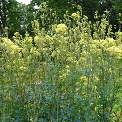 Василистник ГЛАУКУМ желтый в Горках