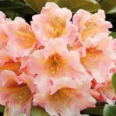 Рододендрон ФЛАУТАНДО в Горках