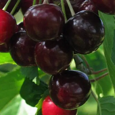 Черешня ВАЛЕРИЙ ЧКАЛОВ в Горках