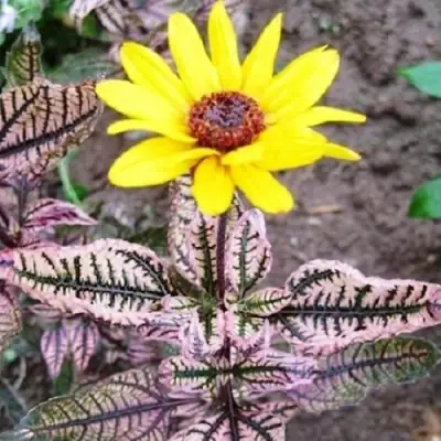 Гелиопсис САММЕР ПИНК в Горках