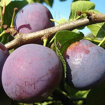 Слива СТАРТОВАЯ в Горках