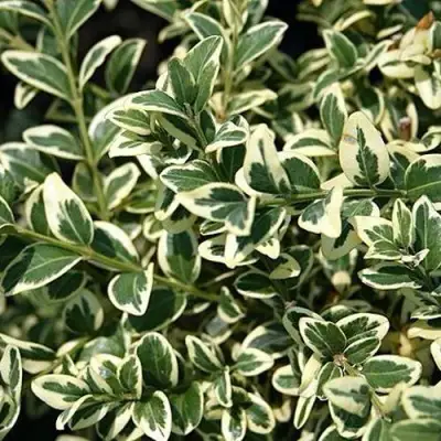 Бирючина ВАРИЕГАТУМ овальнолистная в Горках