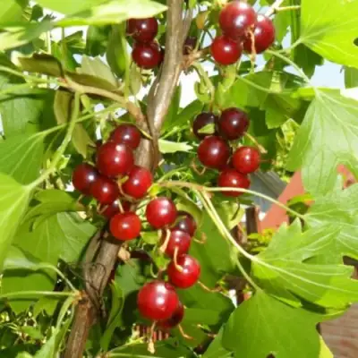 Смородина золотистая ВИШНЕВАЯ в Горках