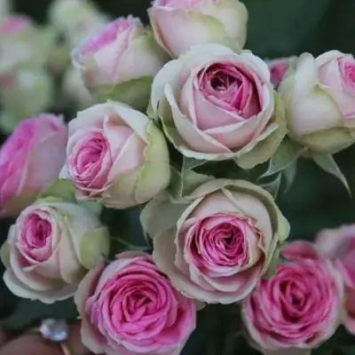 Роза МИМИ ЭДЕН спрей в Горках