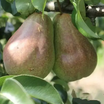 Груша БРЯНСКАЯ КРАСАВИЦА в Горках