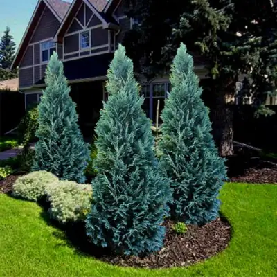 Кипарисовик ВАН ПЕЛЬТС БЛЮ лавсона в Горках