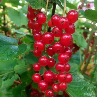 Смородина красная КОНСТАНТИНОВСКАЯ в Горках