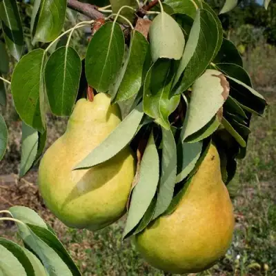 Груша ДЮШЕС ЛЕТНИЙ в Горках