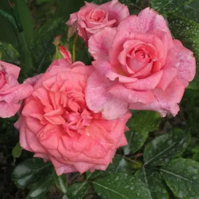 Роза ПЬЕР КАРДЕН чайно-гибридная в Горках