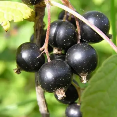 Смородина чёрная ПАМЯТЬ ВАВИЛОВА в Горках