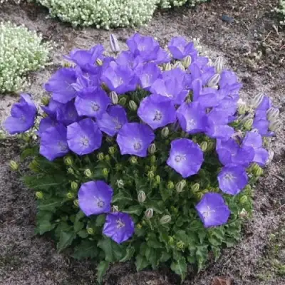 Колокольчик САНТА карпатский в Горках