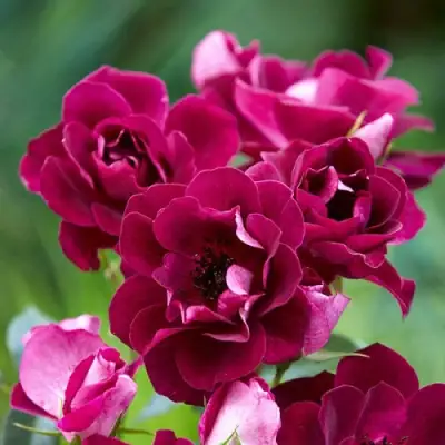 Роза БУРГУНДИ АЙС флорибунда в Горках