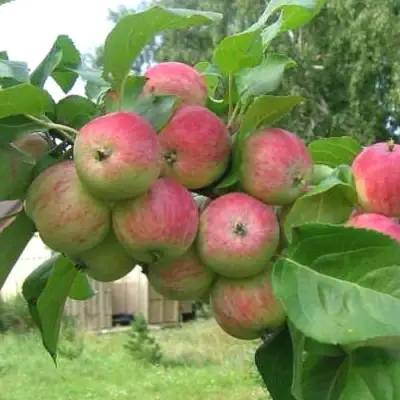 Яблоня ГРУШОВКА МОСКОВСКАЯ в Горках