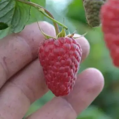 Малина КОРПИКО в Горках