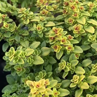 Тимьян АРЧЕРЗ ГОЛД в Горках