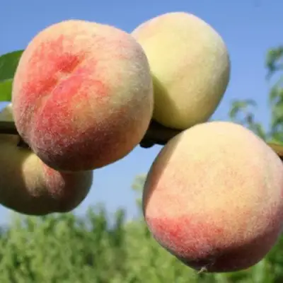 Персик ДОНЕЦКИЙ БЕЛЫЙ в Горках