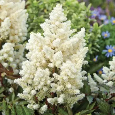 Астильба ХЭППИ ДЕЙ Арендса в Горках