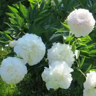 Пион МУН ОВЕР БАРРИНГТОН травянистый в Горках