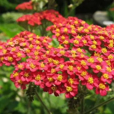 Тысячелистник ПАПРИКА обыкновенный в Горках