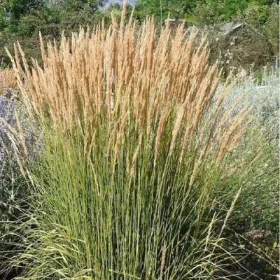 Вейник АВАЛАНШ остроцветковый в Горках