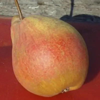 Груша ТАТЬЯНА в Горках