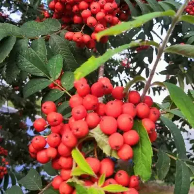 Рябина НЕВЕЖИНСКАЯ сладкоплодная в Горках