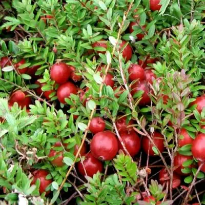 Клюква СТИВЕНС в Горках