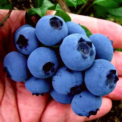 Голубика РЕКА в Горках