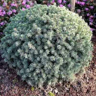 Ель ЭХИНИФОРМИС сизая в Горках