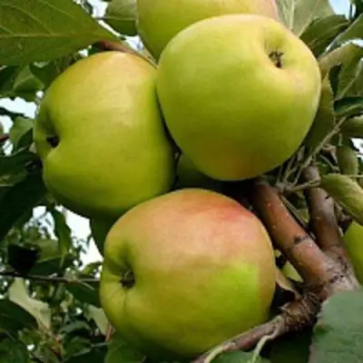 Яблоня БРАТ ЧУДНОГО стелющаяся в Горках