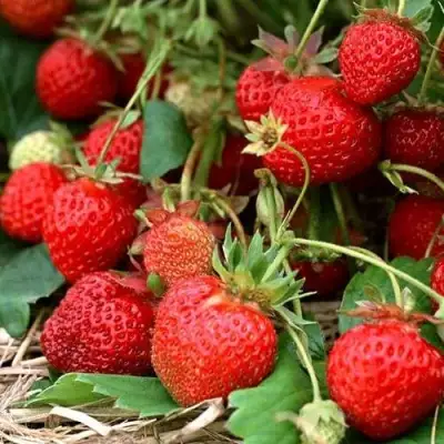 Клубника САН АНДРЕАС ремонтантная в Горках
