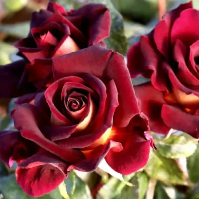 Роза ЭДДИ МИТЧЕЛЛ чайно-гибридная в Горках