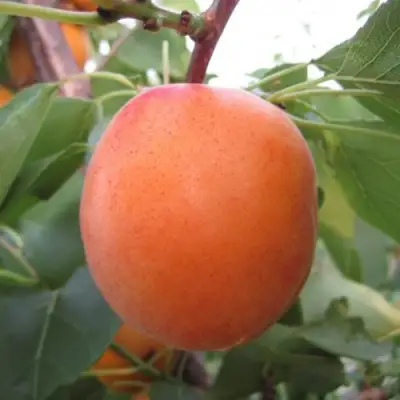 Абрикос ГОЛД РИЧ в Горках