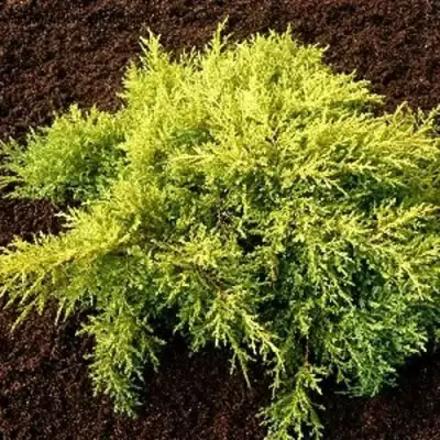Можжевельник МОРДИГАН ГОЛД средний в Горках
