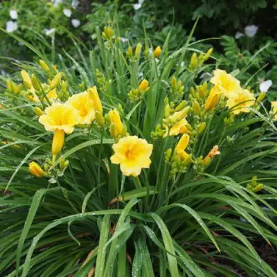 Лилейник СТЕЛЛА ДЕ ОРО гибридный в Горках