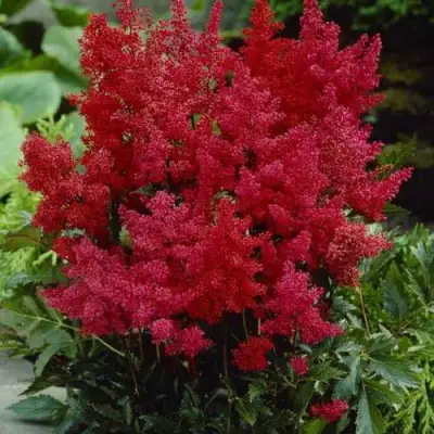 Астильба ГРАНАТ Арендса в Горках