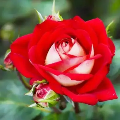 Роза АЛЬЯНС чайно-гибридная в Горках